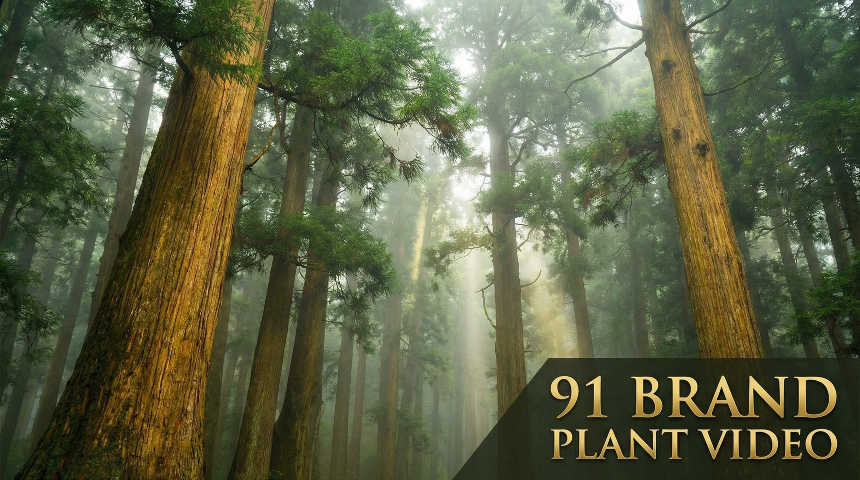 福利姬植物视频